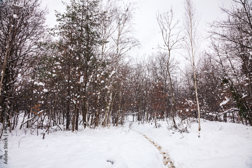 trees in the snow trees in the snow