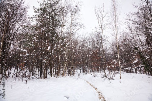 Wallpaper Mural trees in the snow Torontodigital.ca