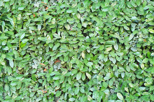 Seamless green leaves texture, bush and hedge pattern, high resolution repeatable leaf wallpaper, seams free, perfect for renders and architectural works.