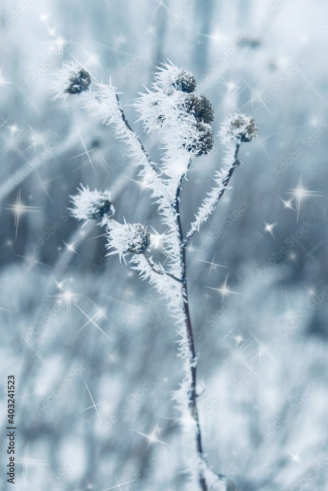 Wild plants covered with frost. Winter background.