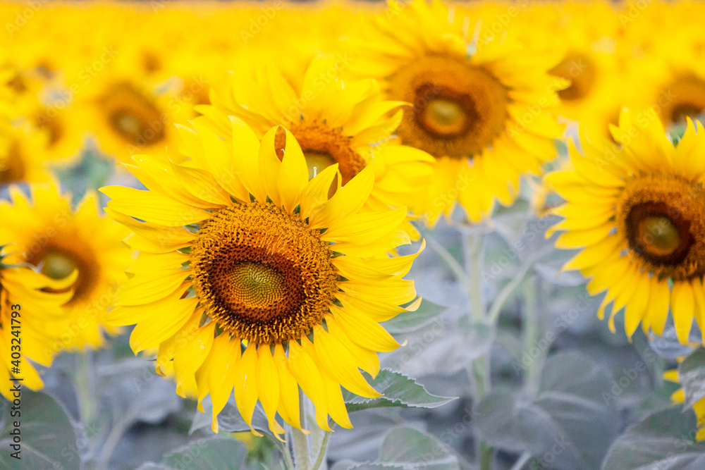 Obraz premium close up sun flower farm in morning.