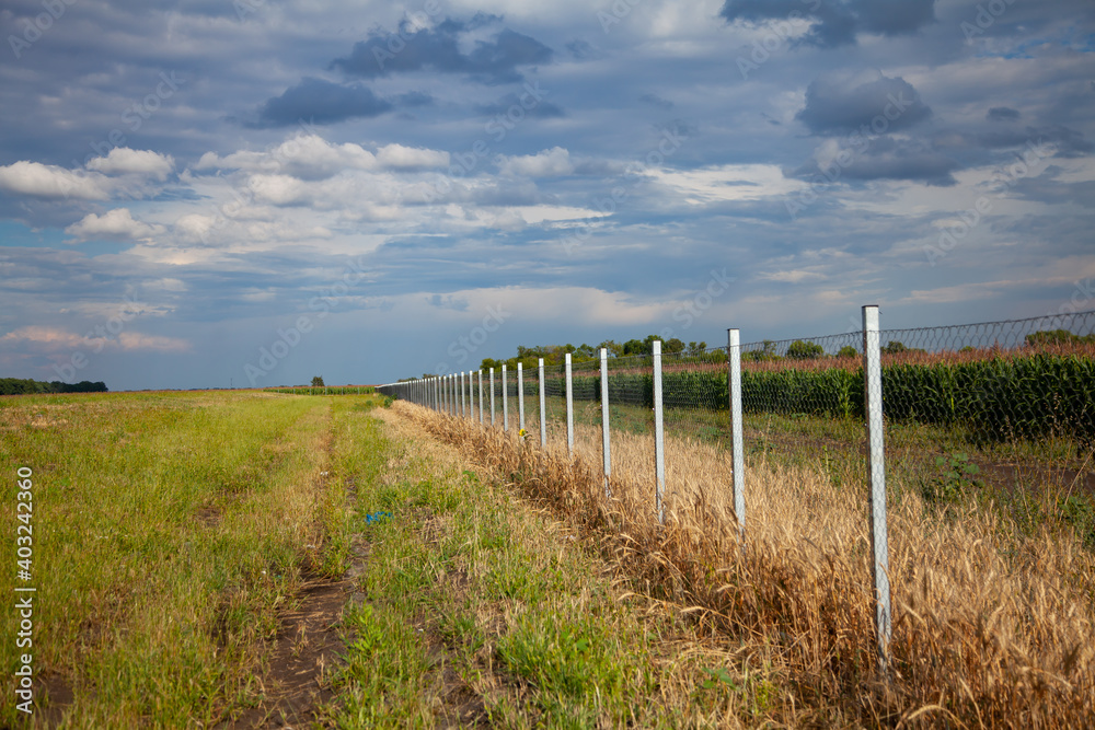 large horizontal photo. summer time. cornfield. horizon extending into a green cornfield. rain clouds over the field. fence diagonally going into the horizon.