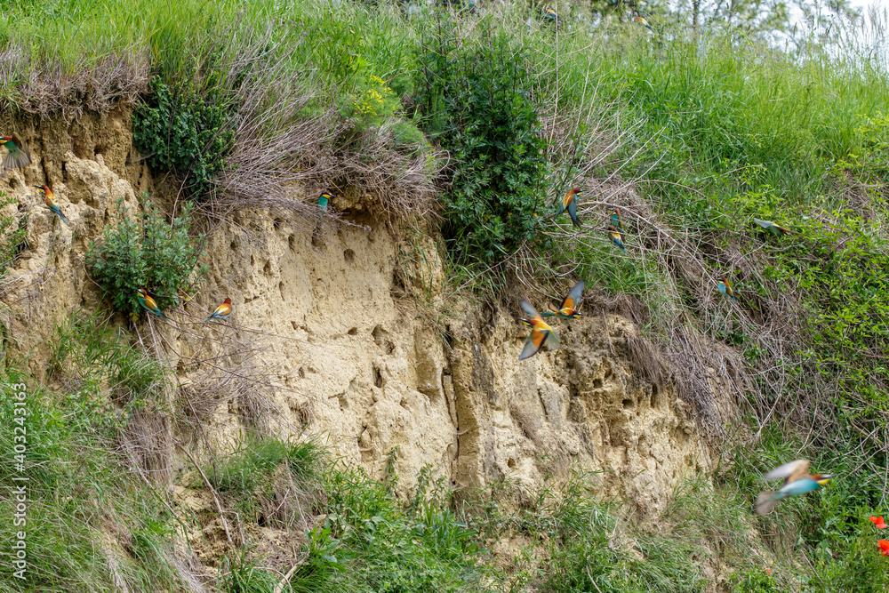 Brutbiotop vom Bienenfresser (Merops apiaster)