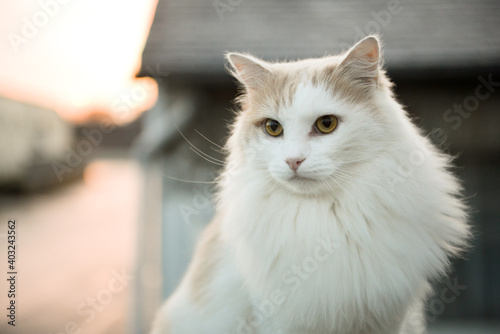 Portrait extérieur d'un chat blanc angora aux yeux jaunes un soir d'hiver photo