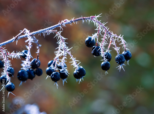Frosted black aronia berries