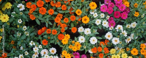 colorful background, wallpaper flowers color yellow red white.