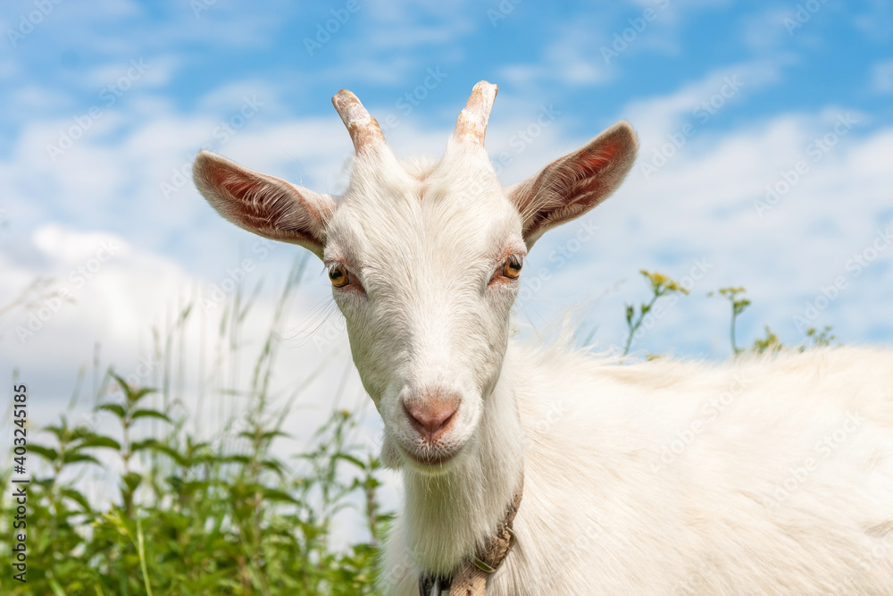 Obraz premium Cute Goat in the grass. Agricultural background. Livestock farm. White goat close up. Animal's head with large yellow eyes, ears, horns. Grazing cattle. Pasture on a summer sunny day