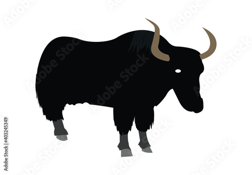 yak isolated on white background