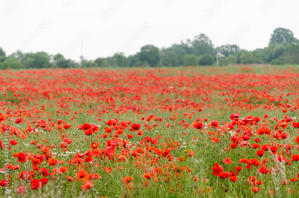 Red poppies all over in a corn field