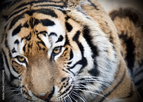 Fototapeta Naklejka Na Ścianę i Meble -  Close up of a Tiger's Face 