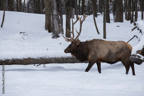 The elk (Cervus canadensis) or wapiti in winter
