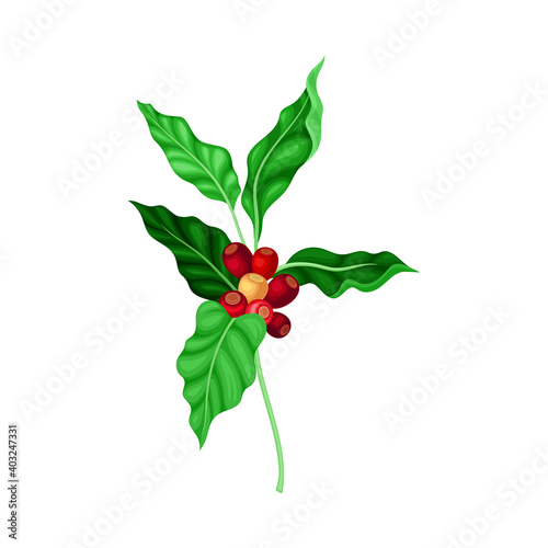 Coffee Plant Branch with Juiced Edible Fruits Containing Caffeine Vector Illustration
