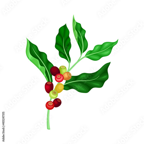 Coffee Plant Branch with Juiced Edible Fruits Containing Caffeine Vector Illustration