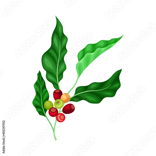 Coffee Tree Green Branch with Hanging Edible Fruits Vector Illustration