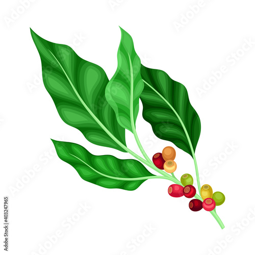 Green Branch of Coffee Tree with Hanging Edible Fruits Vector Illustration
