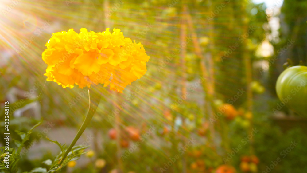 Obraz premium Calendula or Tagetes in permaculture. Garden with tomatoes and calendulas. Compatible plants. Natural insecticide. Yellow flower. Sunny day.