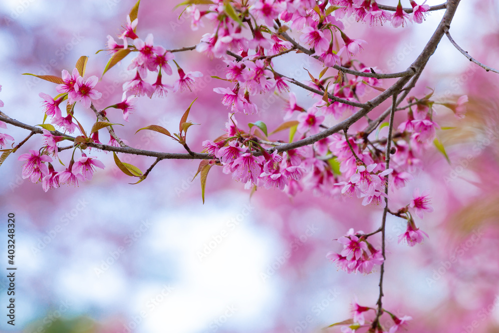 beautiful cherry blossom,sakura are blooming soft blur for background.