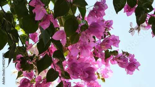 Pink flower branches moving by the wind on blue sky background. Pink exotic blossom on waving on the wind