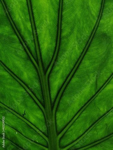 green leaf texture