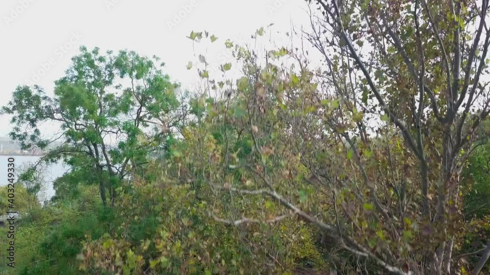 Drone flight along a path in the woods. Following a lonely runner, through the autumn colored trees Drone flight along a path in the woods. Following a lonely runner, through the autumn colored trees