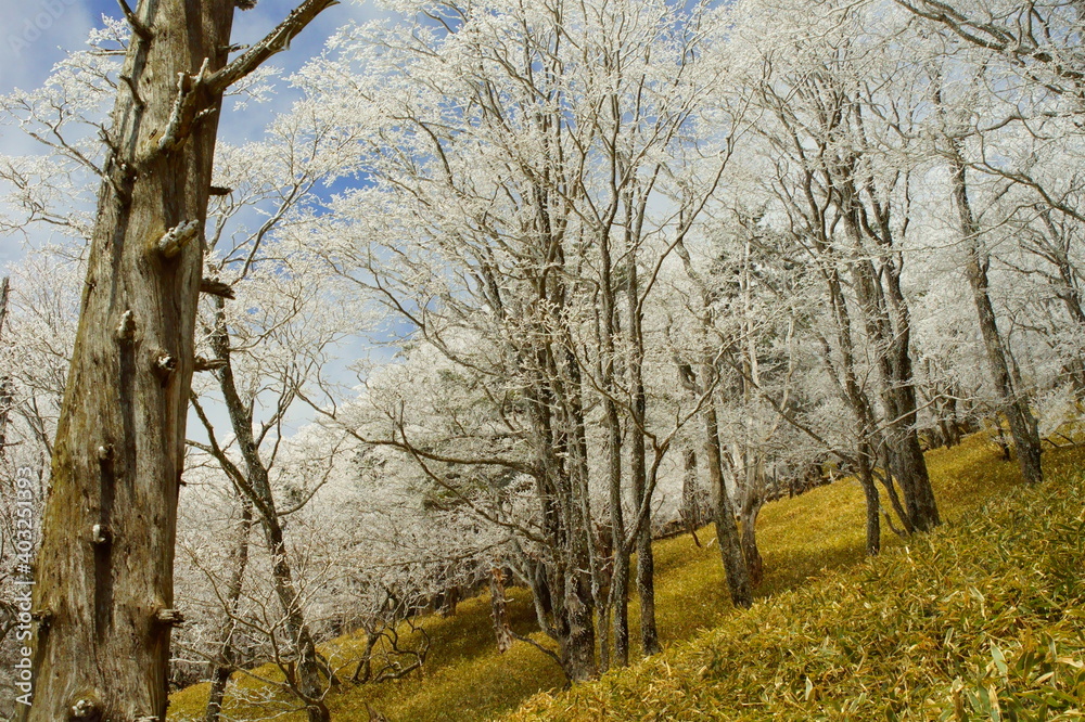 大台ケ原の霧氷 Hoarfrost of Odaigahara,Japan　深田久弥の日本百名山-大台ケ原山