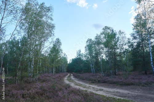 Heather and heatherland in autumn in Poland photo