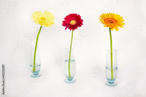 flower in vase
