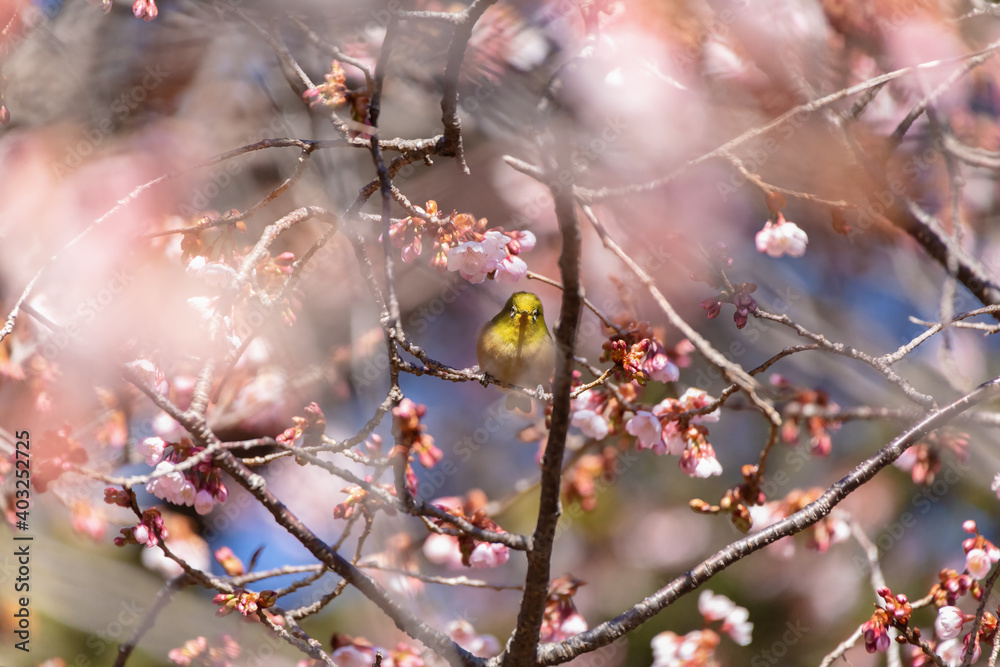 Japanese White-eye and Cherry Blossom(Japanese name is Kanzakura) at Tokyo Prefecture, Japan