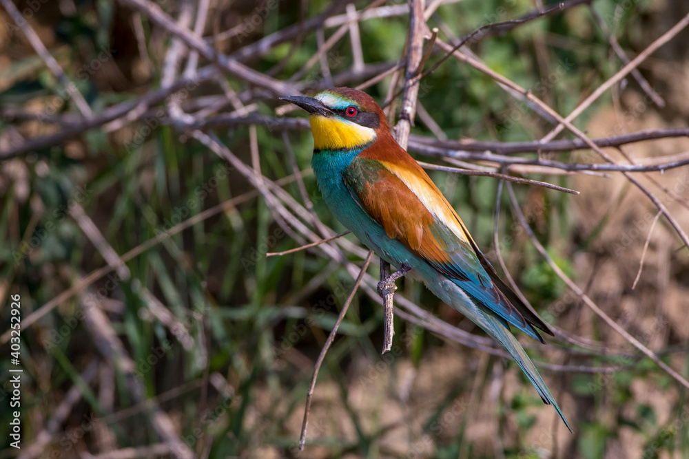 Bienenfresser (Merops apiaster) Bienenfresser (Merops apiaster)