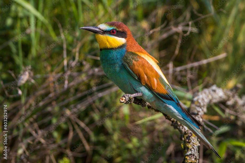 Fototapeta premium Bienenfresser (Merops apiaster)