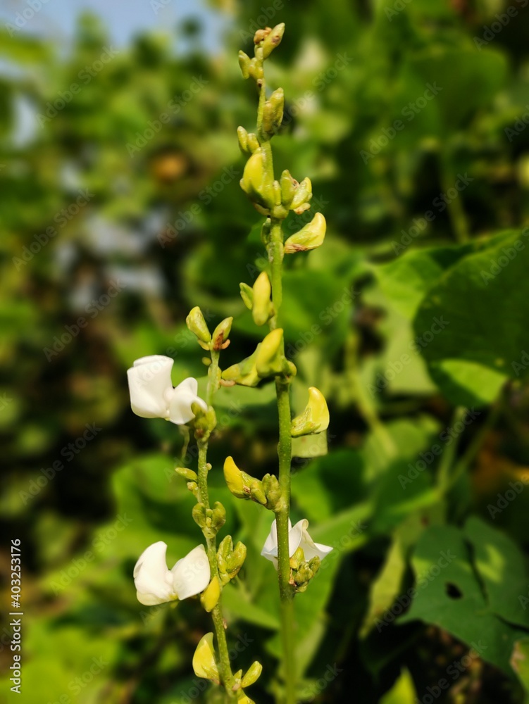 white flowers white flowers