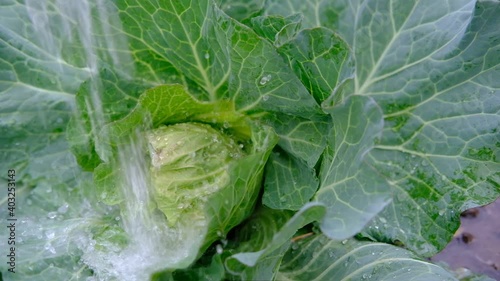 farmer gardener used Watering can for irrigation to water for green cauliflower seedlings plants vegetable in garden. close-up.