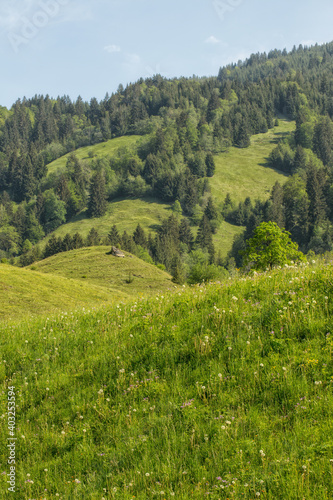 A green meadow, forest and blue sky