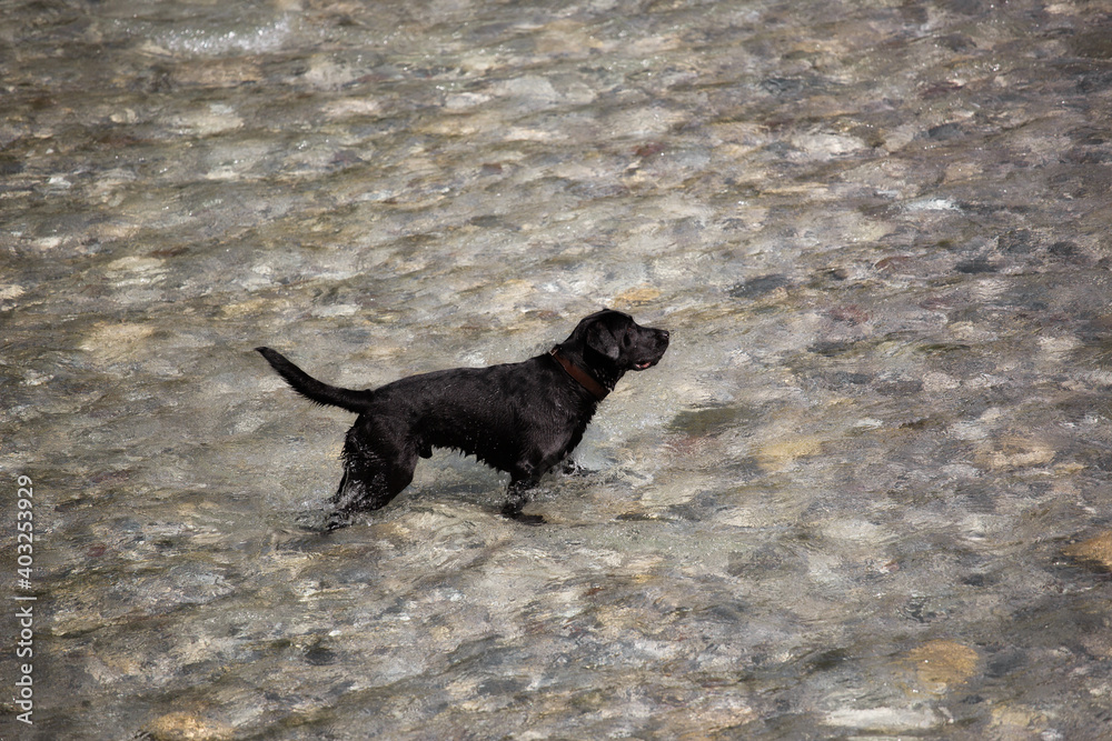 A black labrador stands in the water and waits A black labrador stands in the water and waits