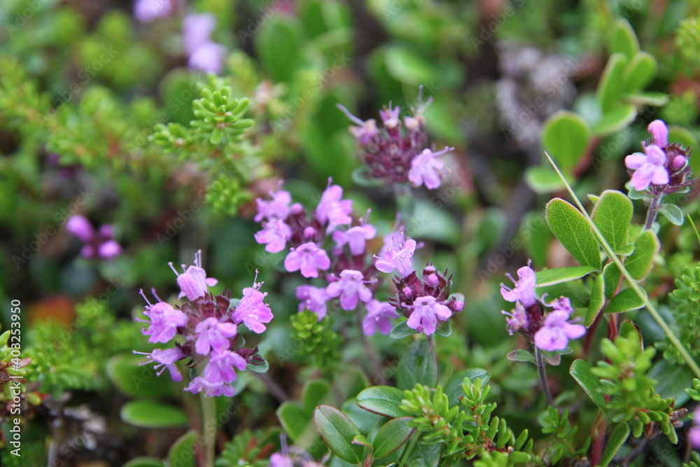 Close-up of little purple flowers on the north on the green background