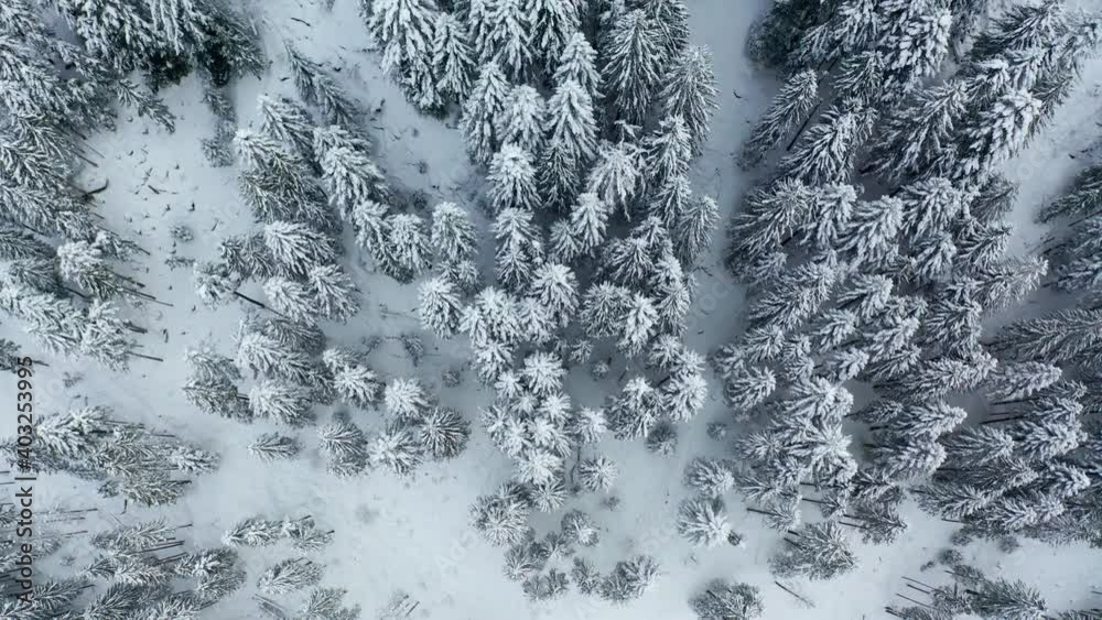 Aerial 4K - view of pine forest with fresh snow Aerial 4K - view of pine forest with fresh snow
