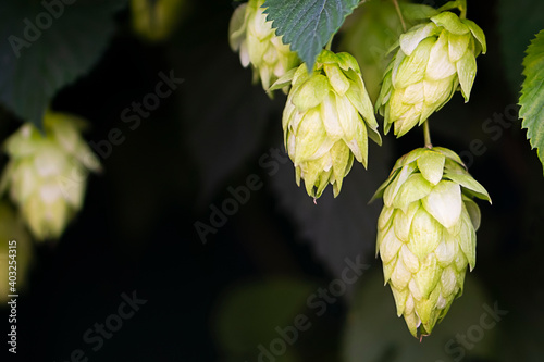 Bunch of hops cones with leaves . Hops herb for brewery. Ripe hop cones for herbal natural medicine.