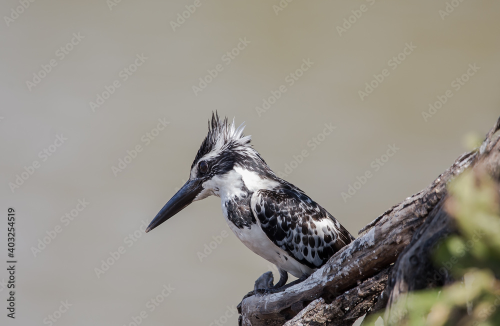 Fototapeta premium Pied Kingfisher on banch tree.