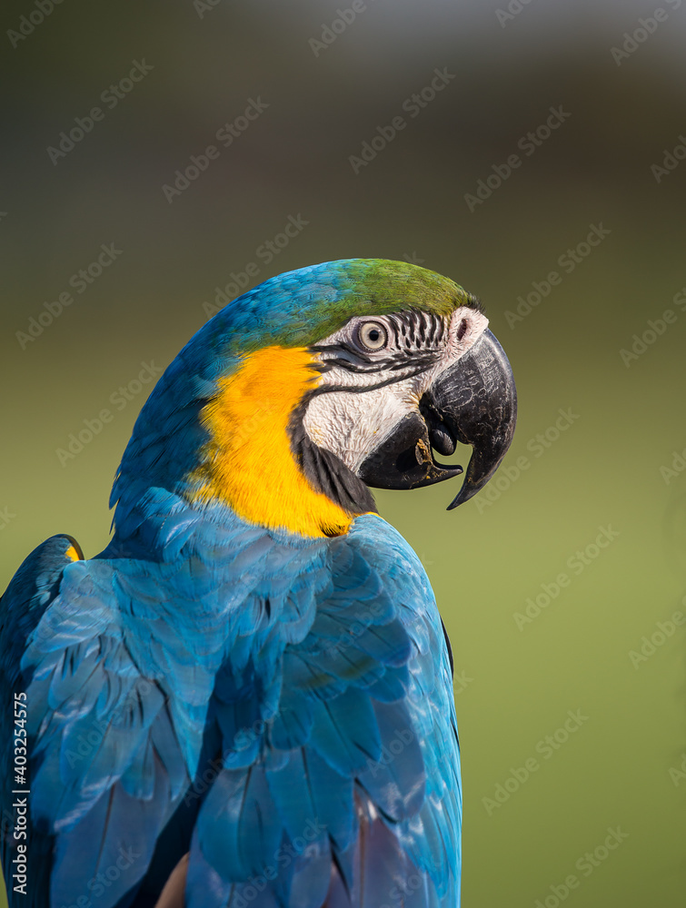 A macaw standing on a branch, taken close-up. A macaw standing on a branch, taken close-up.