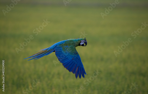 Macaw parrot flying through the fields