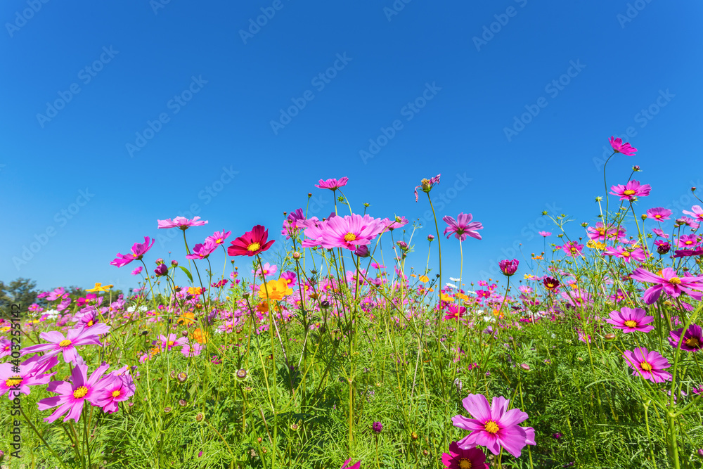 Colorful cosmos blooming in the beautiful garden flowers on hill landscape mountain. Colorful cosmos blooming in the beautiful garden flowers on hill landscape mountain.