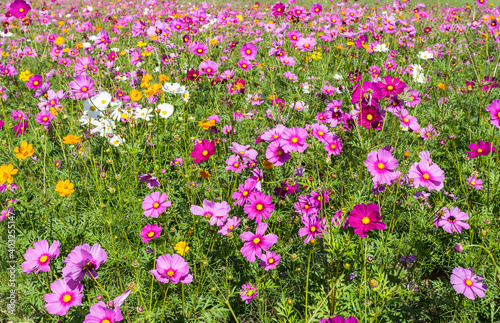 Colorful cosmos blooming.