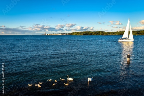 Schwanfamilie auf der Ostsee, Kieler Förde, mit Segelboot