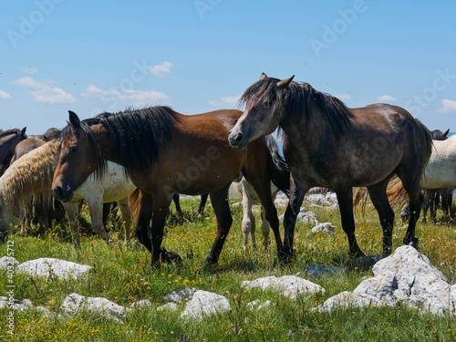 Herd of wild horses in bosnia