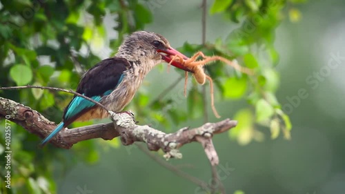 Brown-hooded Kingfisher eating a huge spider in Kruger National park, South Africa ; Specie Halcyon albiventris family of Alcedinidae