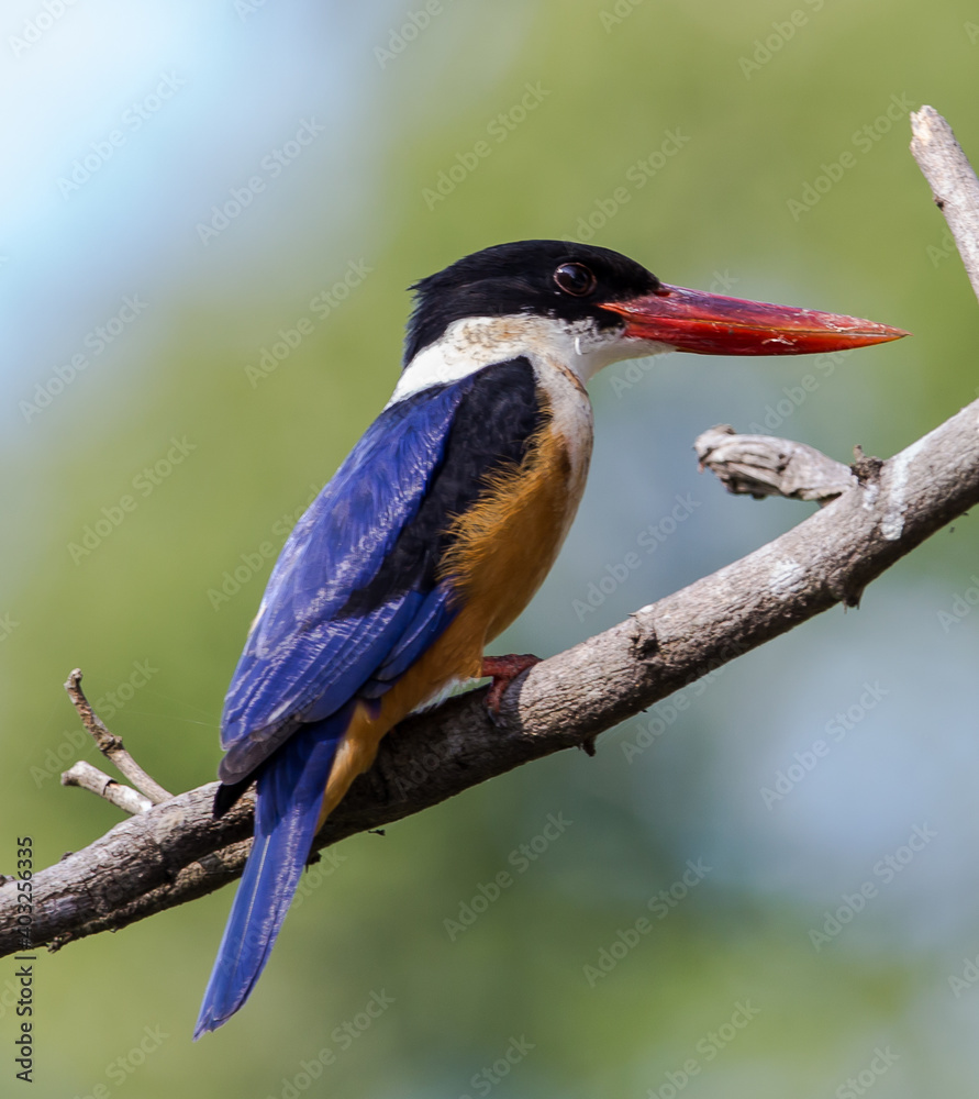 Obraz premium Black-capped Kingfisher.