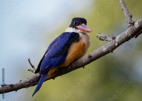 Black-capped Kingfisher. © photonewman