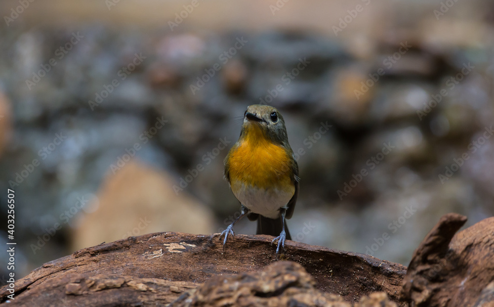 Fototapeta premium Tickell's Blue Flycatcher.
