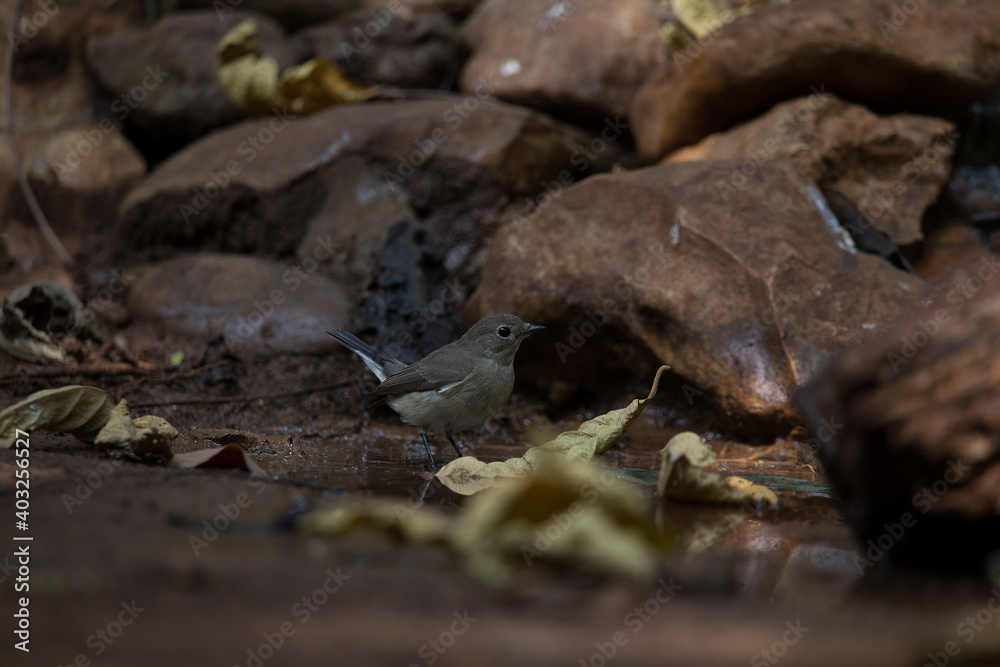 Asian Brown Flycatcher. Asian Brown Flycatcher.