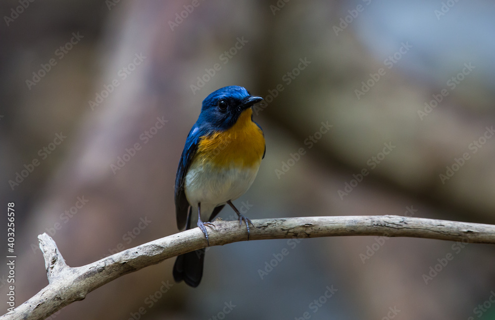 Tickell's Blue Flycatcher.